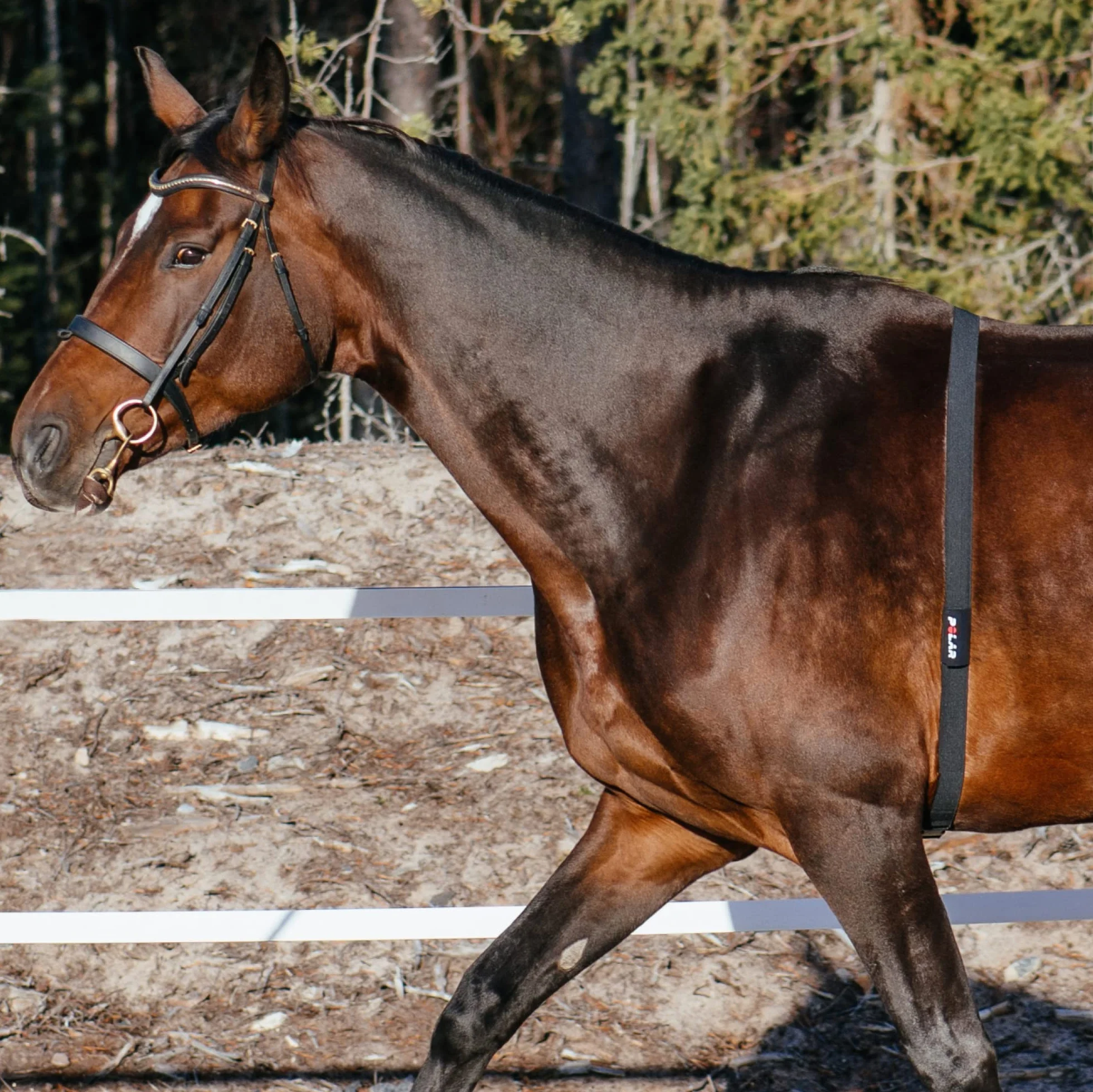 Polar Equine Set con Sensore di Frequenza Cardiaca